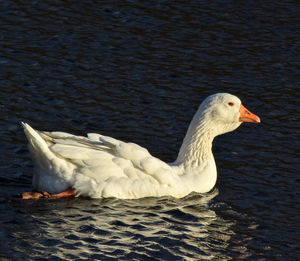 Close-up of swan swimming in lake