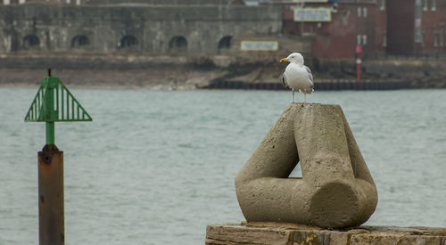 Close-up of seagull perching on wooden post by sea