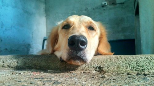 Close-up portrait of dog