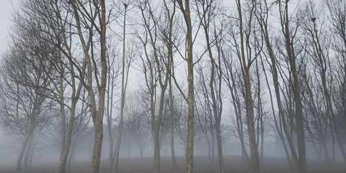 Bare trees in forest during foggy weather