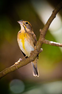 Close-up of bird perching on branch