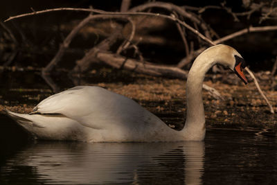 Side view of a swan in lake