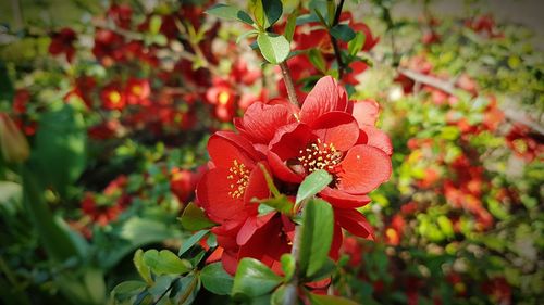 Close-up of red flower growing on plant