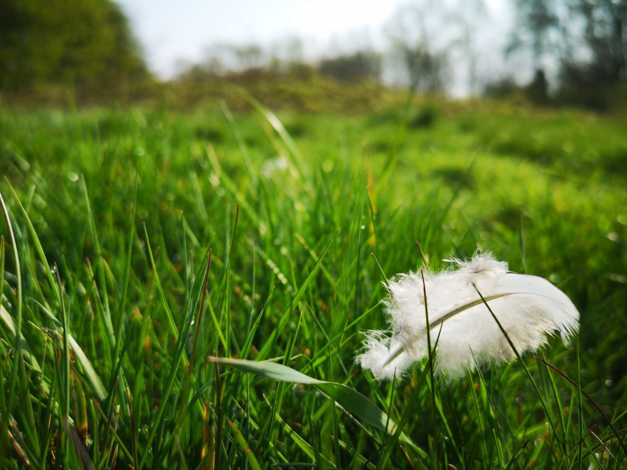 WHITE FLOWERS ON GRASS