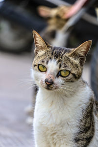 domestic cat