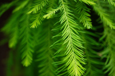 Close-up of palm tree