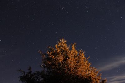 Low angle view of trees against star field at night