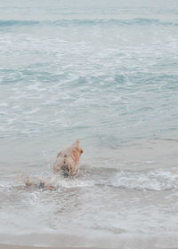 View of a dog in the sea