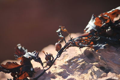 Close-up of seaweed on sunny day