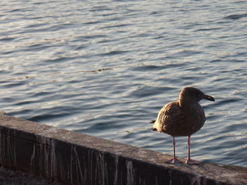 Bird perching in water