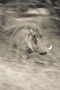 Blurred motion of warthog on field