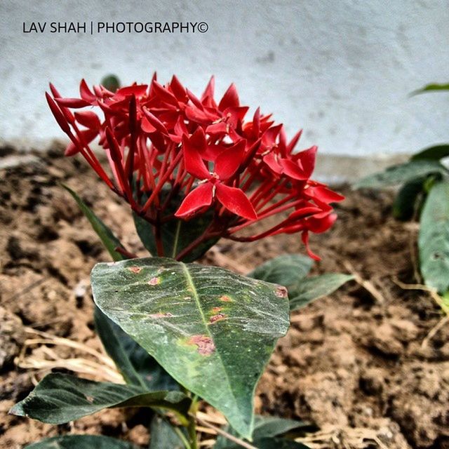 leaf, red, flower, growth, plant, fragility, close-up, freshness, petal, nature, beauty in nature, flower head, focus on foreground, day, stem, blooming, outdoors, no people, botany, field