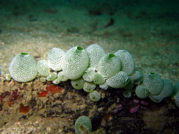 Close-up of coral in sea