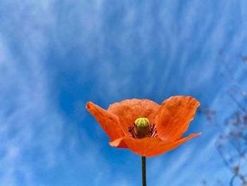 Close-up of orange poppy against blue sky