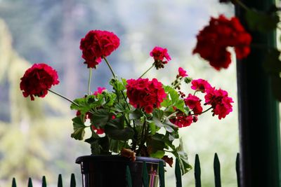 Close-up of red flowering plant