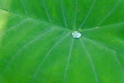 Full frame shot of spider on leaf