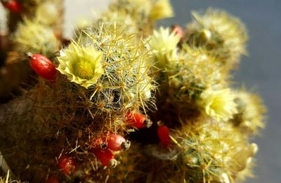 Close-up of cactus growing outdoors