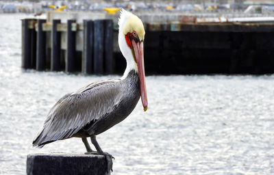 Close-up of bird perching on pole