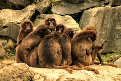 Monkeys sitting on rock