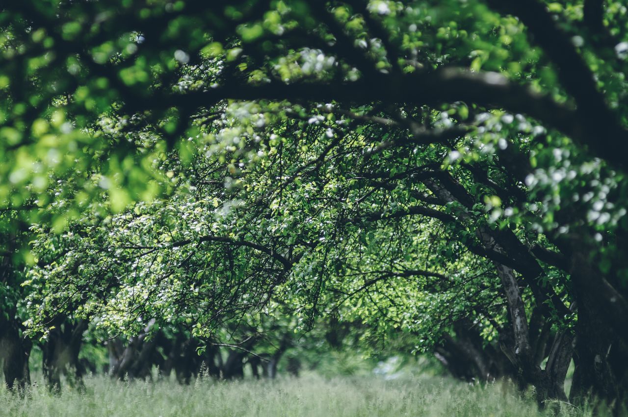 Apple trees garden