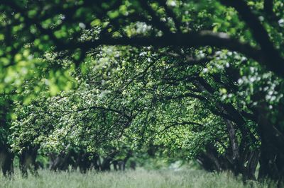 Trees in forest