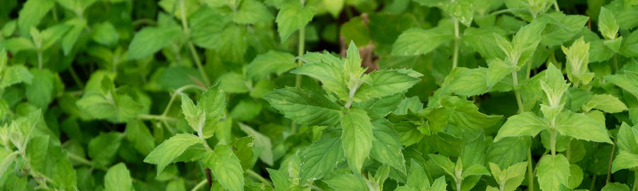 Full frame shot of fresh green plants