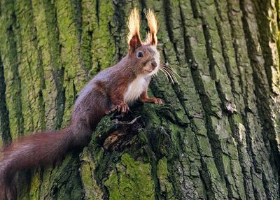 Close-up of squirrel on tree trunk