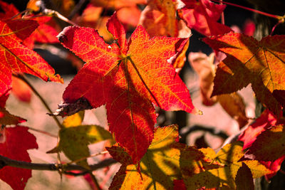 Close-up of maple leaves on tree