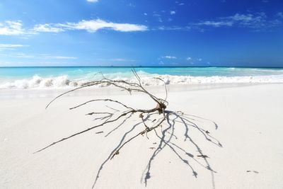 Driftwood on beach against blue sky