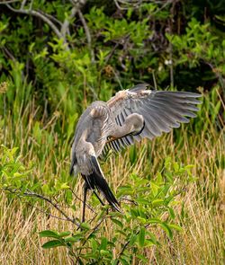 Bird preening in a field