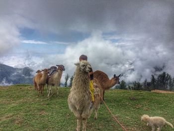 Llamas standing on mountain against cloudy sky