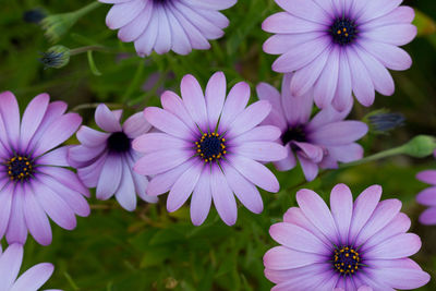 Close-up of purple flowers blooming outdoors