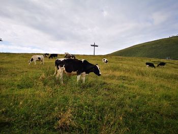 Cows on field against sky