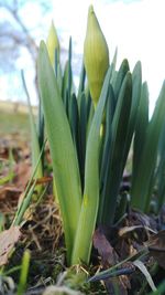 Close-up of fresh plant in field against sky