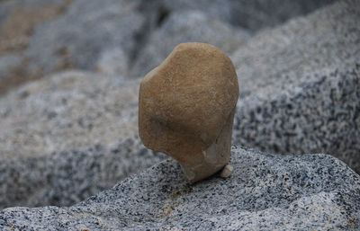 Close-up of animal on rock