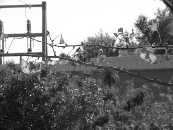 Plants growing by fence against sky