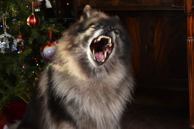 Close-up of cat yawning at home