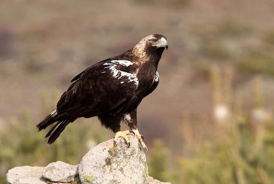 Close-up of a bird perching on rock