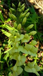 Close-up of green leaves