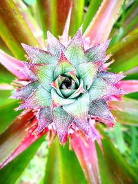 Close-up of flower