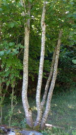 View of trees in forest