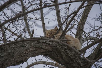 Low angle view of cat sitting on bare tree