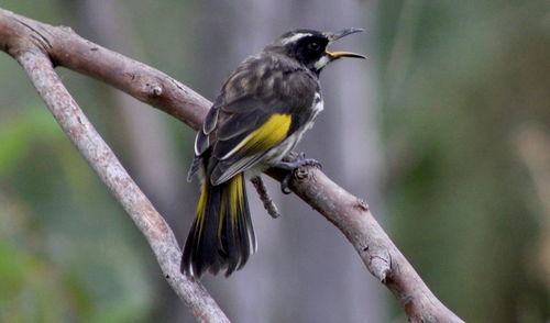 Close-up of bird perching on branch