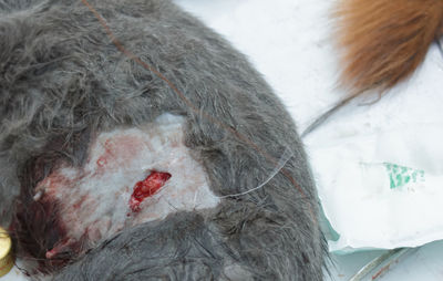 Close-up of wounded monkey on snow