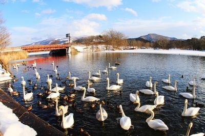 Flock of birds in lake