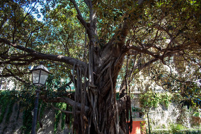 Low angle view of trees and plants in building