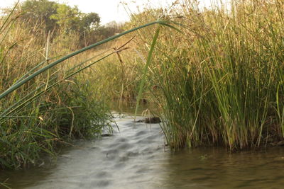 Scenic view of river flowing in forest