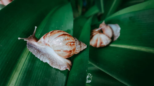 Close-up of snail on leaf