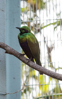 Bird perching on tree