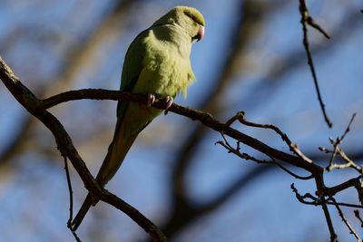 Bird perching on branch